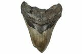 Bargain, Fossil Megalodon Tooth - Serrated Blade #350775-1